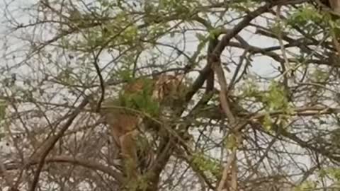 Tiger Attack Monkey On Tree ! Animals Video ! Wild Animals ! Monkey Video ! Tiger Video