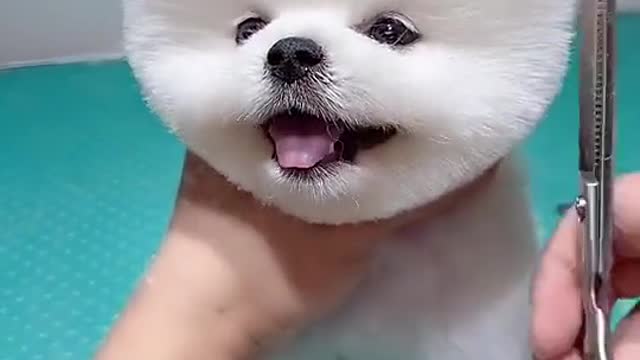 Cute baby Dog 🐕