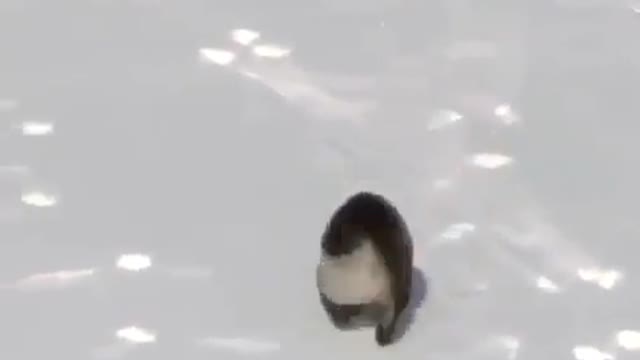 Happy ice skating for baby seals