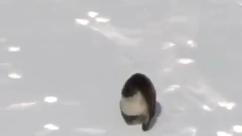 Happy ice skating for baby seals