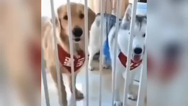 Dogs funny moments