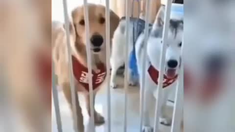 Dogs funny moments