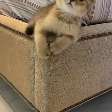 Pets, cats, dogs, and much more.