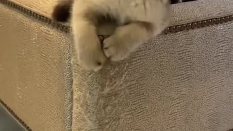 Pets, cats, dogs, and much more.