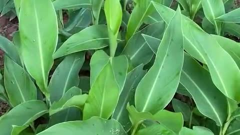 plant growth environment