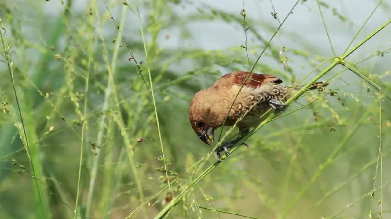 Birds eat insects on tree branches 2020