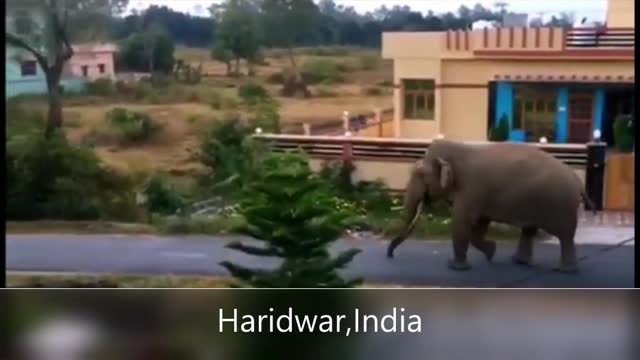 Elephant on road. Animals coming on road. Funny video of wild animals and elephant