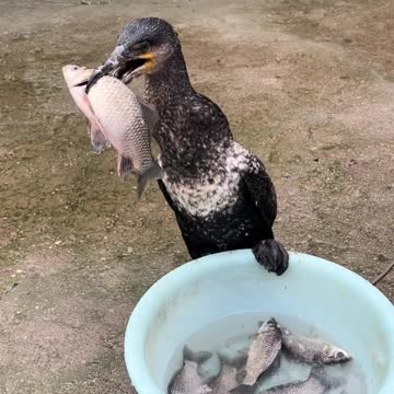 This bird can eat a large plate of fish