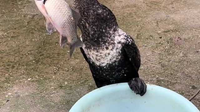 This bird can eat a large plate of fish