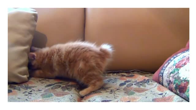 Cute kitten playing with her toy