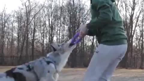 Girl playing with 🐕