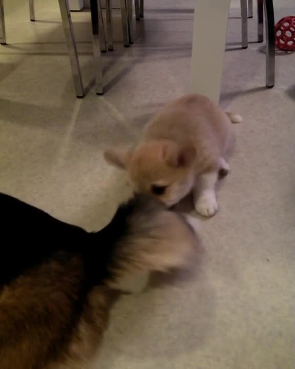 Cachorro de corgi ataca la cola de un corgi adulto