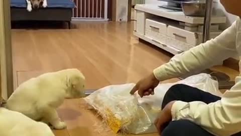 You will get STOMACH ACHE FROM LAUGHING SO HARD 🤣Funny Dog short#6 Videos