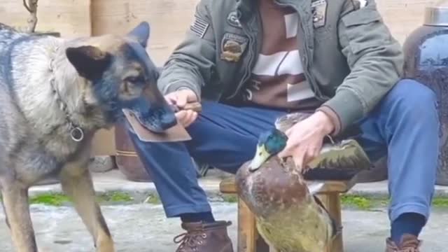Dog videos