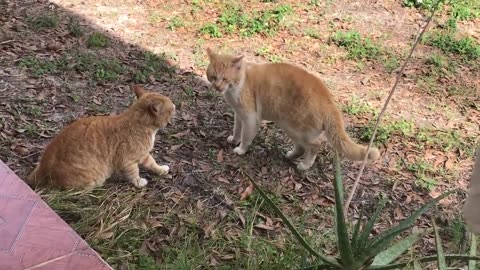 Cat Fight over territory.