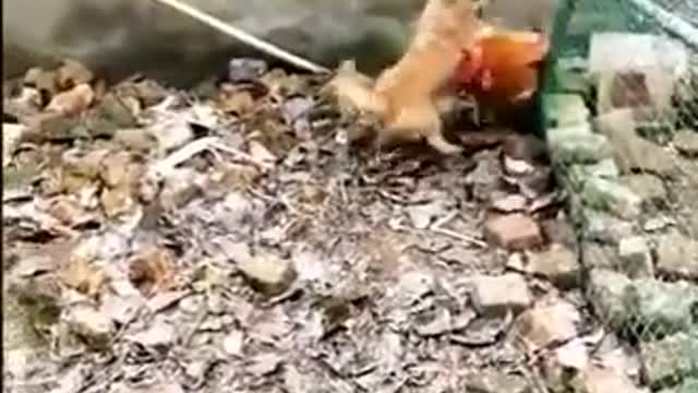 CHICKEN VS. DOG FIGHT VIDEO - FUNNY!