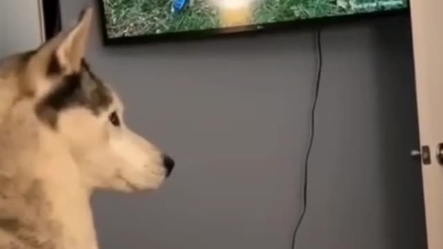 Cat jump on TV