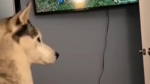 Cat jump on TV