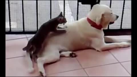 Hilarious Video Of Cat and Dog