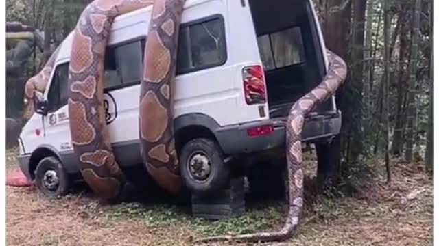 Large snake wraps around car