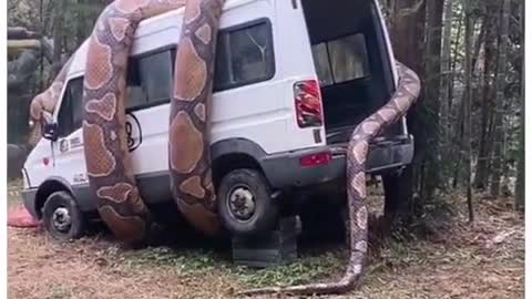 Large snake wraps around car