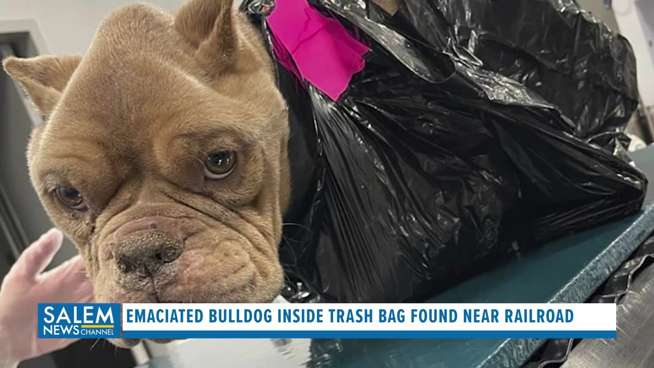 Emaciated Bulldog Inside Trash bag Found Near Railroad In Iowa Sparks Police Investigation