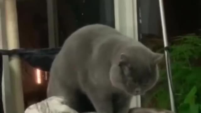 Cat spa