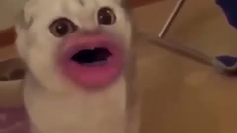 Silly Cats with Human Mouths