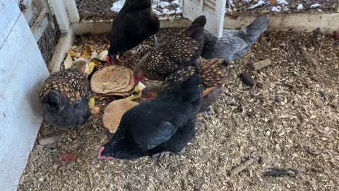 Eating the Compost Inside Today