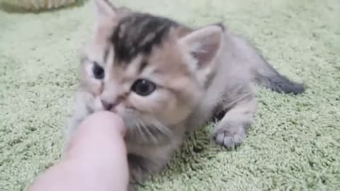 The kitten took care of his master and played with him