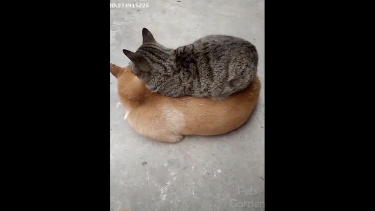 funny animals, compilation #004
