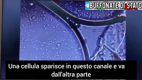 'vaccino' Pfeizer
