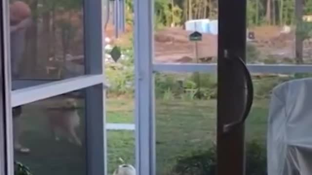 Top 3 funniest dog video