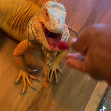 beautiful brazilian iguana lizard