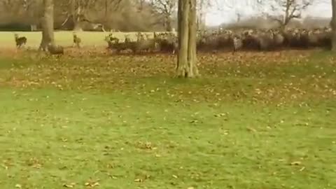 WOW. 🦌💨 •No deer harmed. Video credit 🎥: lucyyylui