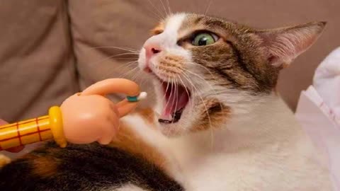 Funniest Cat Videos That Will Make You Laugh Funny Cats😹