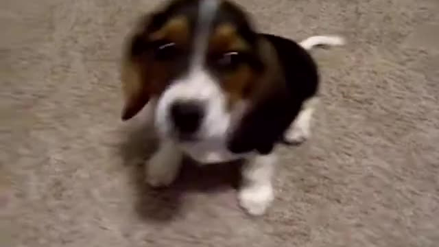 Cute puppy's first bark