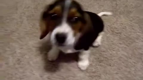 Cute puppy's first bark