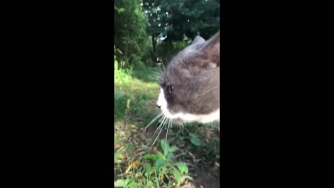 Two chatty cats meow loudly and talk to each other