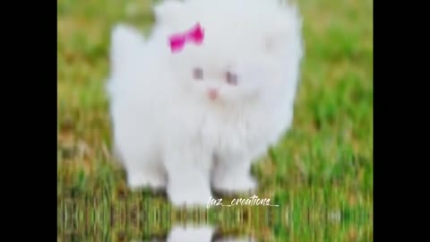 Persian Cat | What'sapp status | trending | faz_creation_