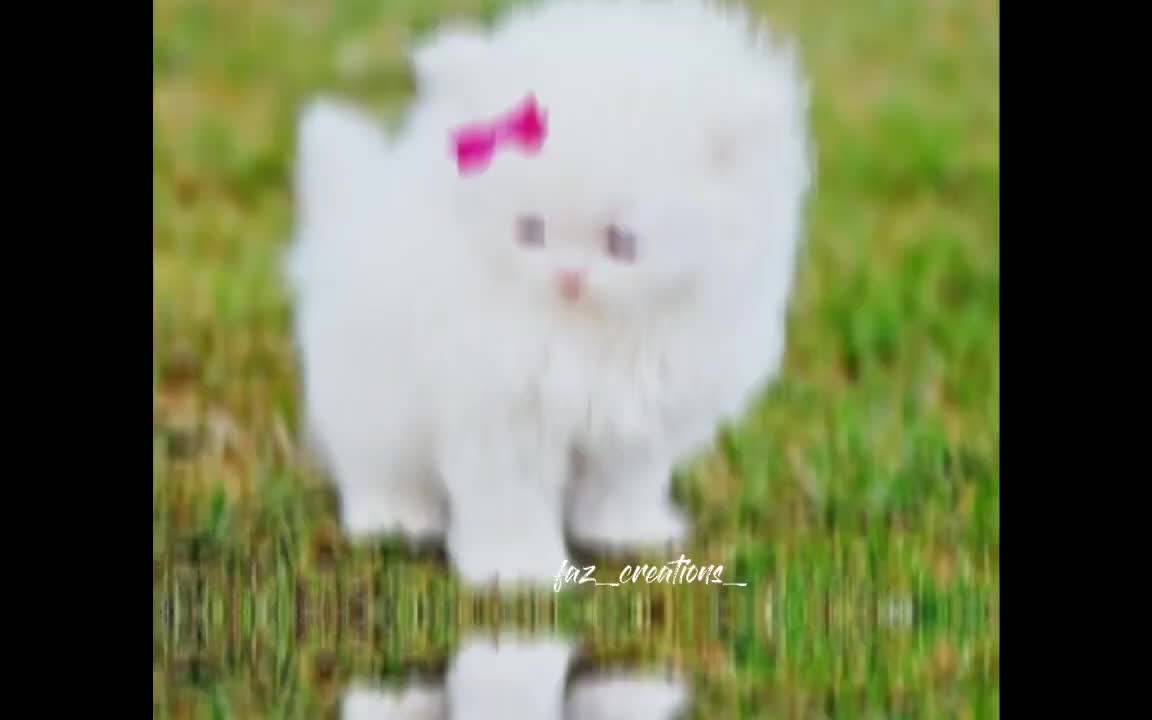 Persian Cat | What'sapp status | trending | faz_creation_