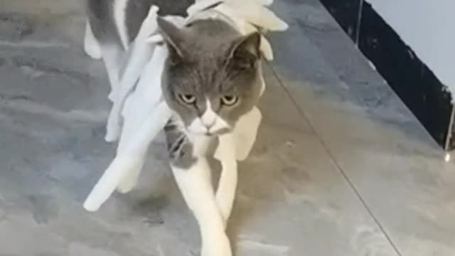 Once you smoke a cat, you will miss a cat all your life.