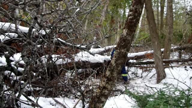 Pulling Cedar Logs