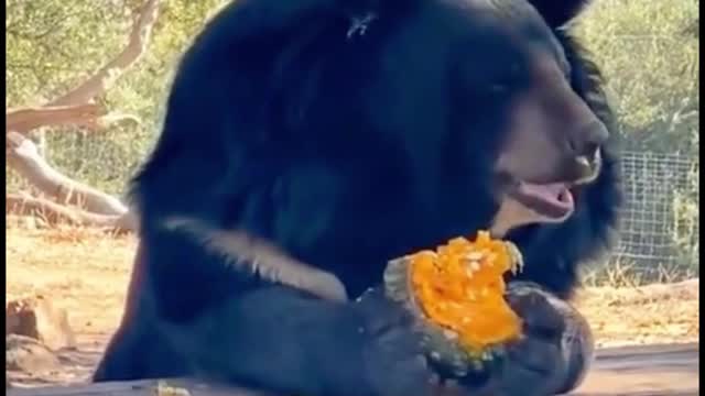 What does this bear really eat? It looks like a pumpkin, but it's not a pumpkin