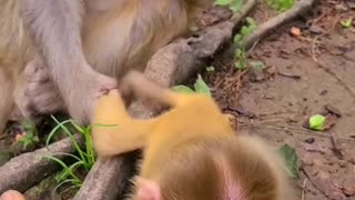 Baby monkey enjoys sucking fingers 3