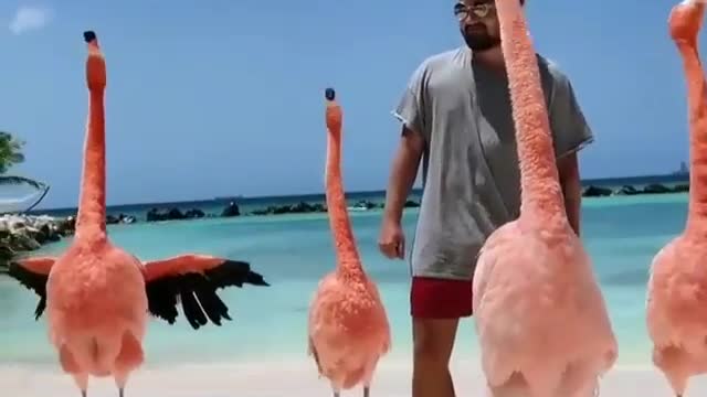 Flamingo beach-renaissance island, Aruba