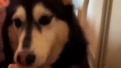 Clever dog 😂