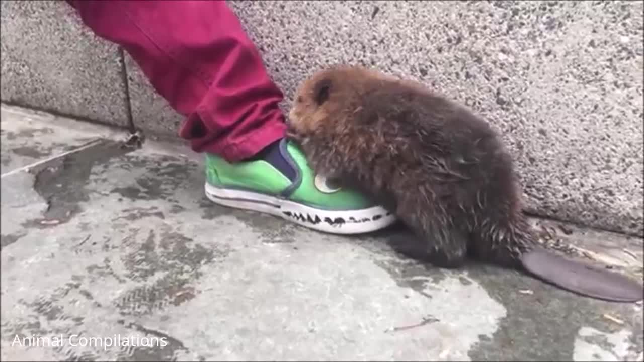 Baby Beavers Eating Timber - CUTEST Compilation