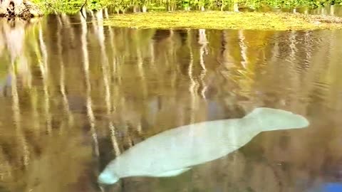 GET UP AND GO KAYAKING 100% Clear Kayak Tours in Florida, Texas & Tennessee