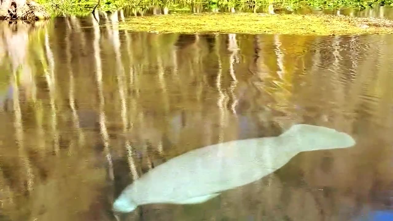 GET UP AND GO KAYAKING 100% Clear Kayak Tours in Florida, Texas & Tennessee